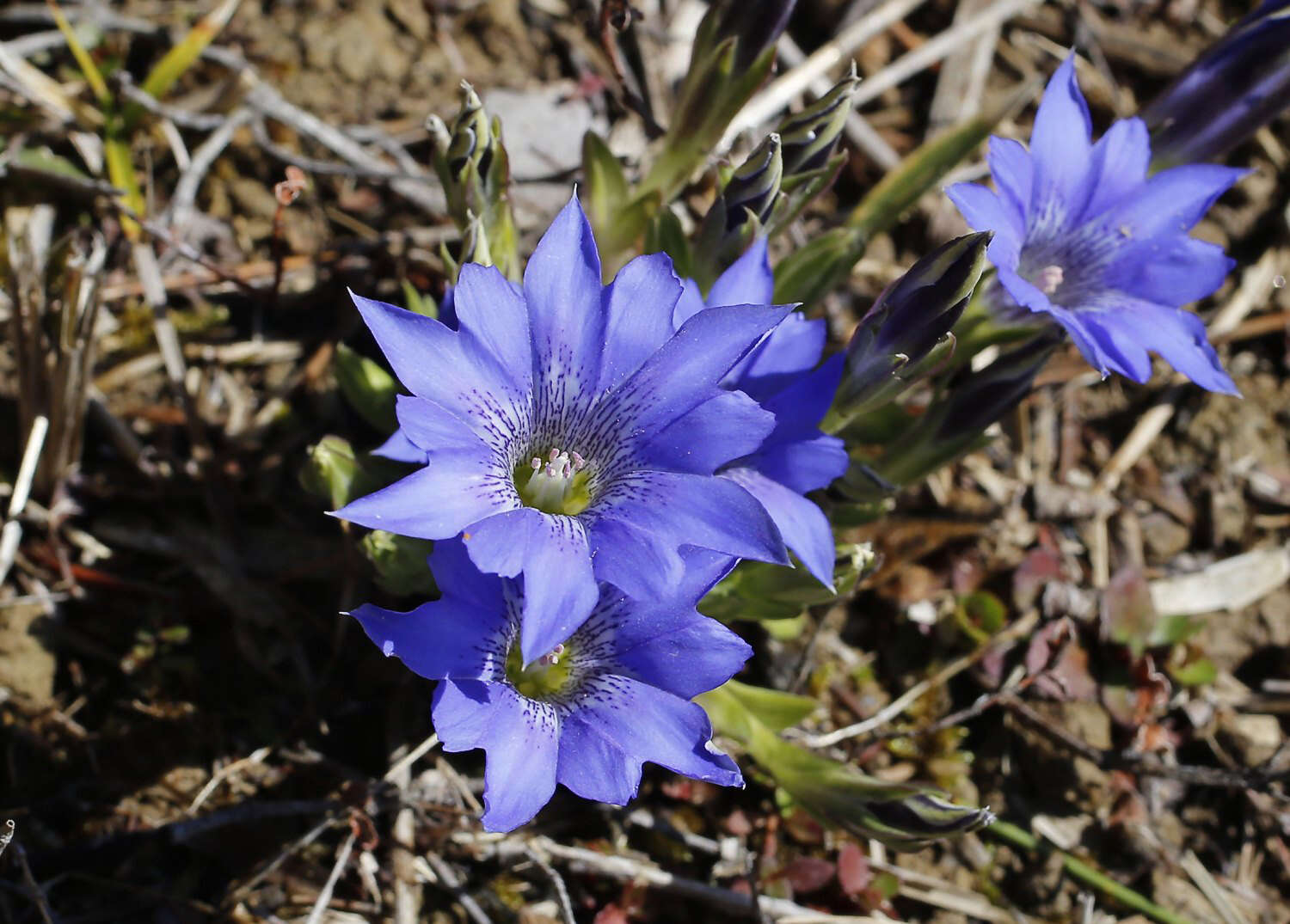 Image of Gentiana thunbergii var. thunbergii