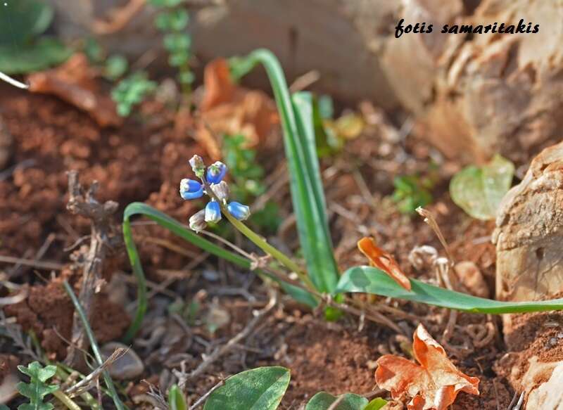 Слика од Bellevalia dubia subsp. boissieri (Freyn) Feinbrun