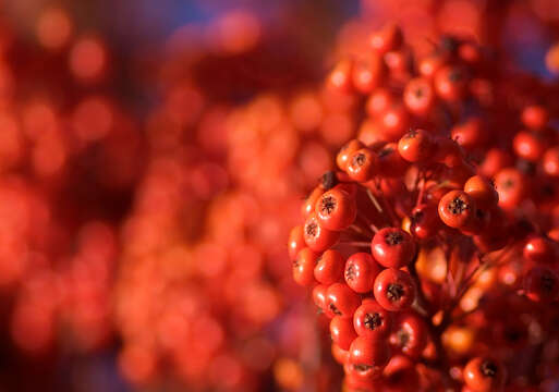 Image de Pyracantha angustifolia (Franch.) C. K. Schneid.