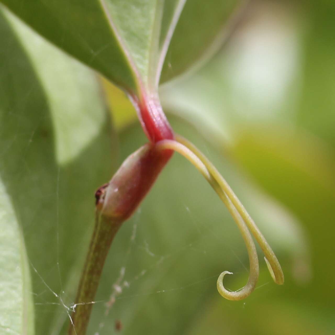 Image of China root