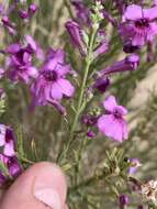 Penstemon thurberi Torr. resmi