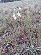 Image of Oklahoma beardtongue