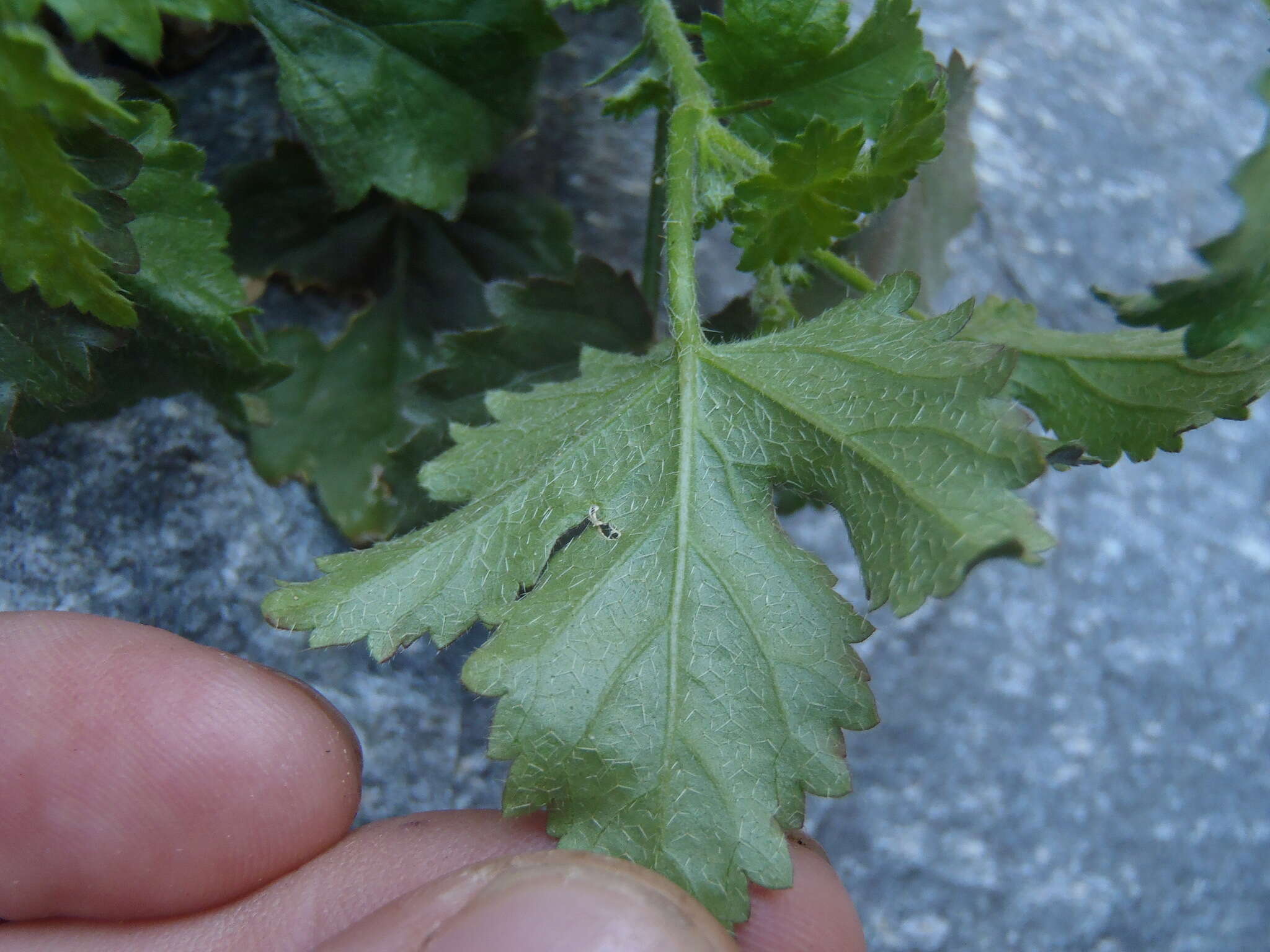 Image of Arizona rosemallow