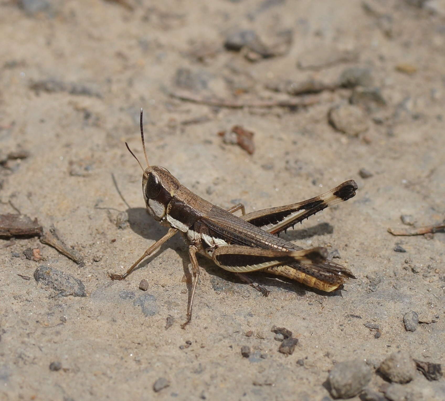 Image of Macrotona securiformis (Sjöstedt 1921)