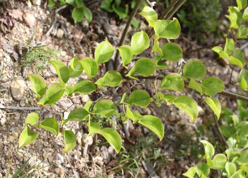 Image of China root