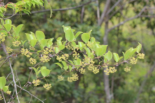 Image of China root