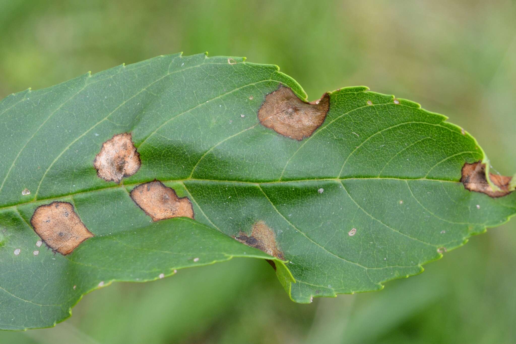 Image of Dasineura fraxinea (Kieffer 1907)