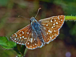 Image of rosy grizzled skipper