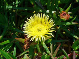 Imagem de Carpobrotus edulis (L.) N. E. Br.