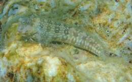 Image of White-spotted Blenny