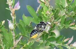 Image of Flat-tailed Leaf-cutter Bee