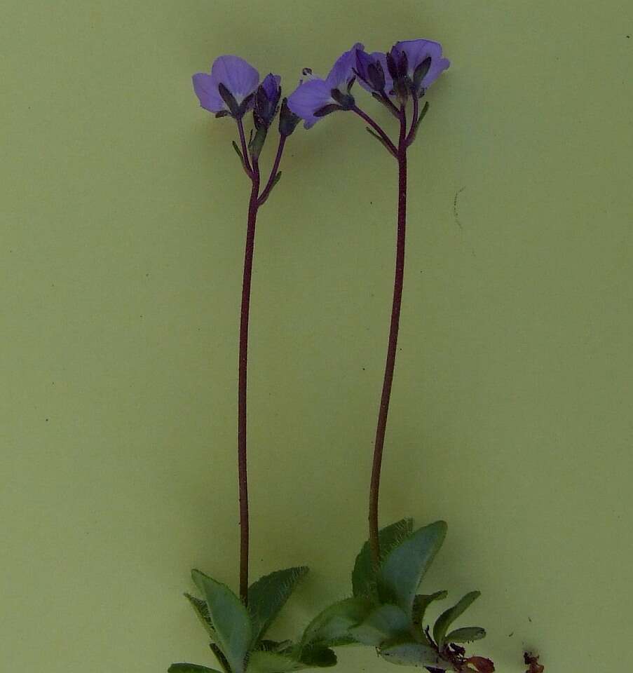 Image of leafless-stemmed speedwell