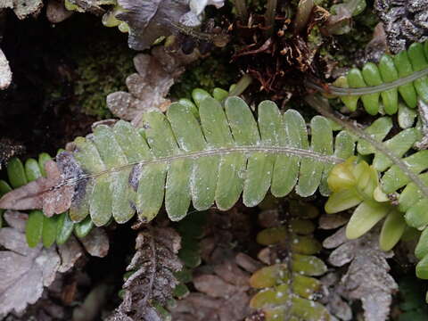 Austroblechnum durum (T. Moore) Gasper & V. A. O. Dittrich的圖片