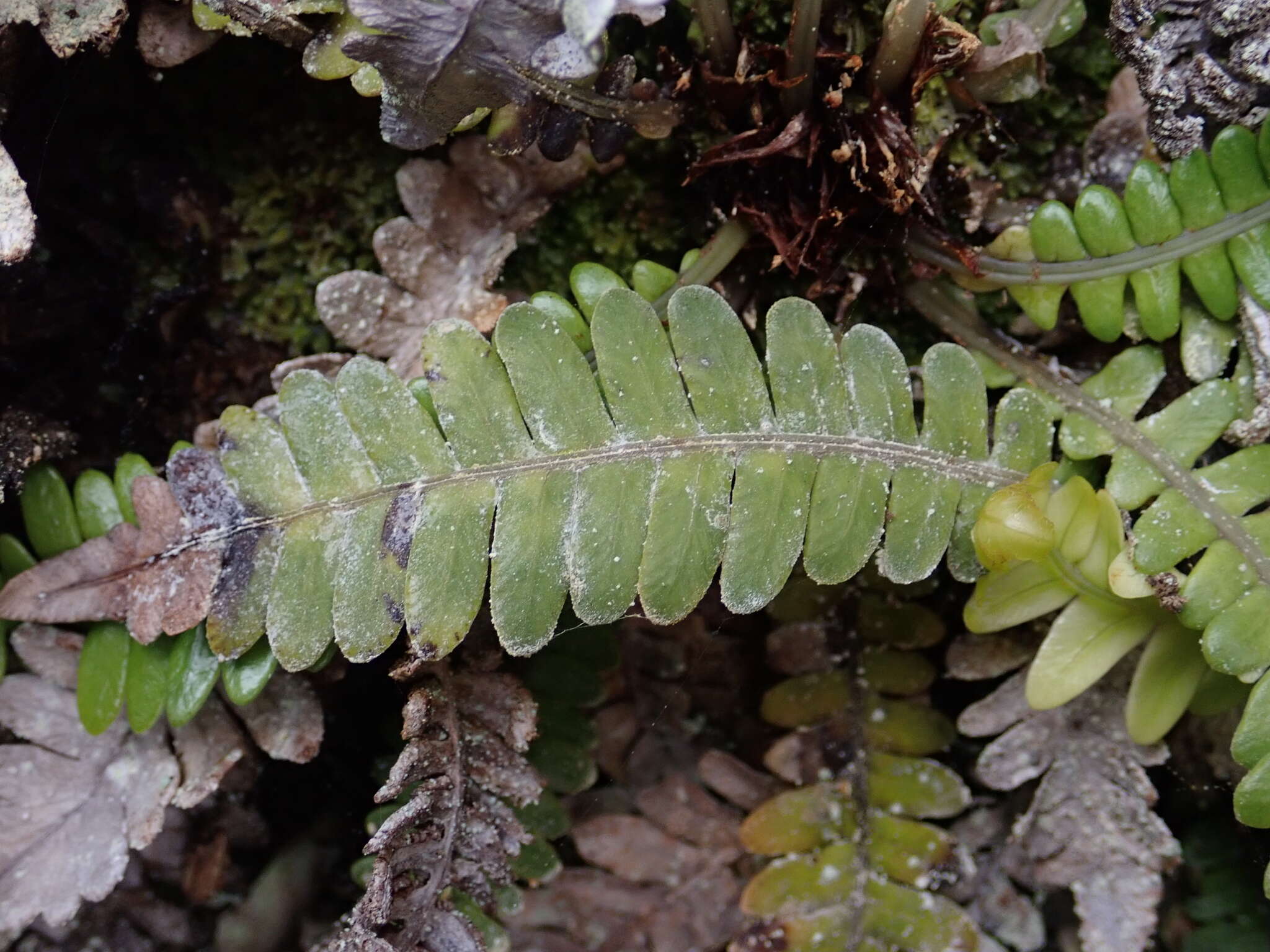 Austroblechnum durum (T. Moore) Gasper & V. A. O. Dittrich的圖片