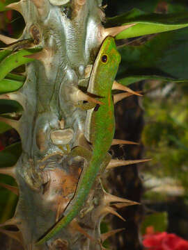 Image of Peacock Day Gecko