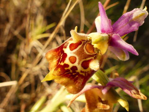 Слика од Ophrys fuciflora subsp. apulica O. Danesch & E. Danesch