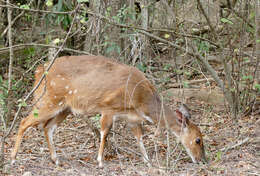 Image of Tragelaphus sylvaticus