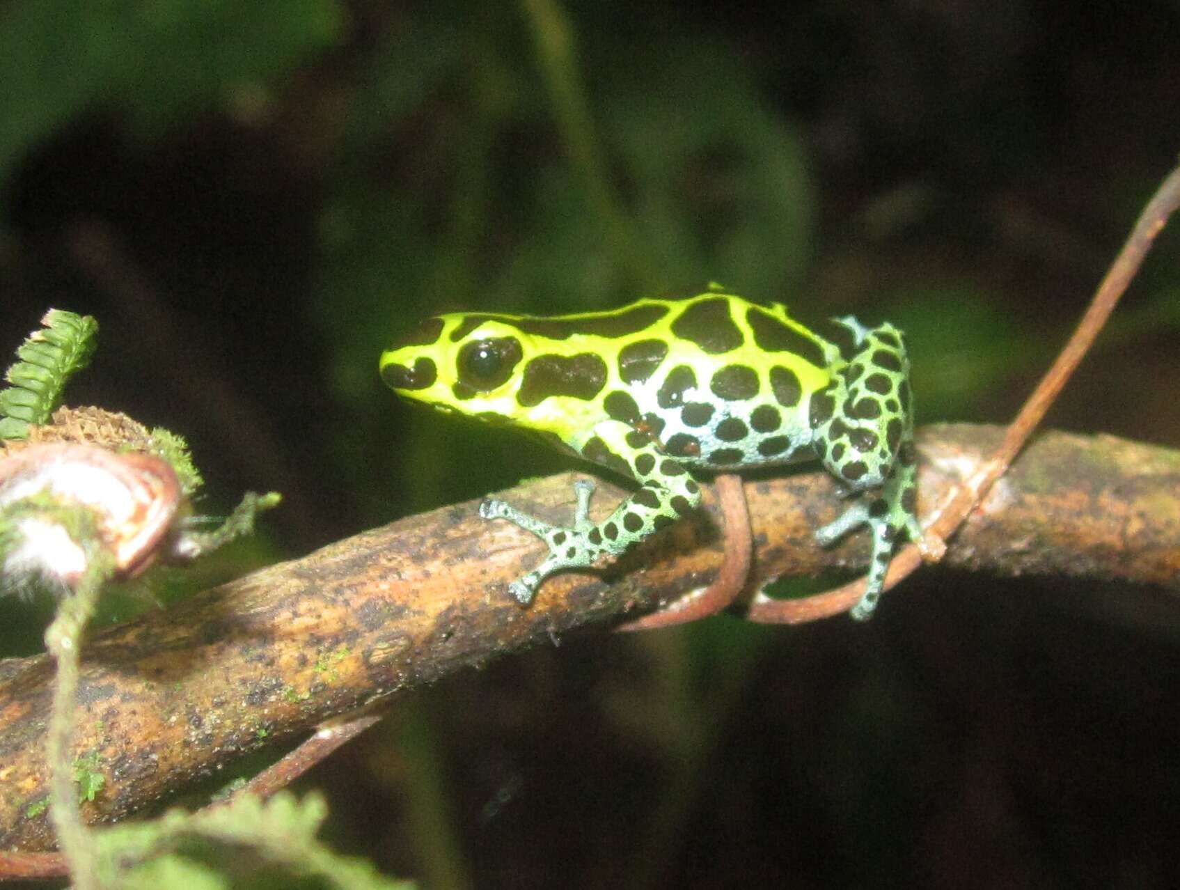 Image of Zimmermann's Poison Frog