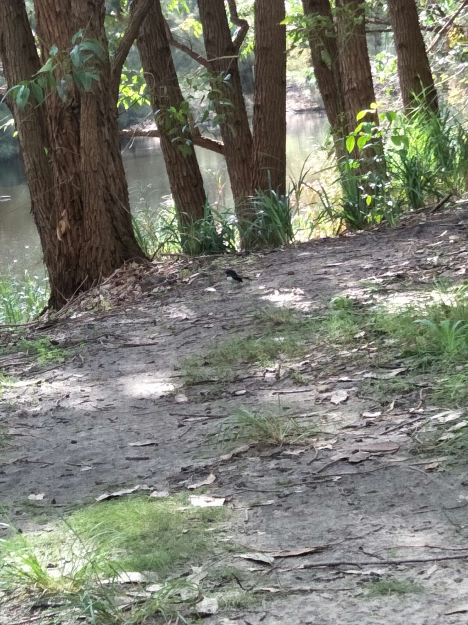 Image of Willie Wagtail