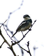 Image of Chinspot Batis