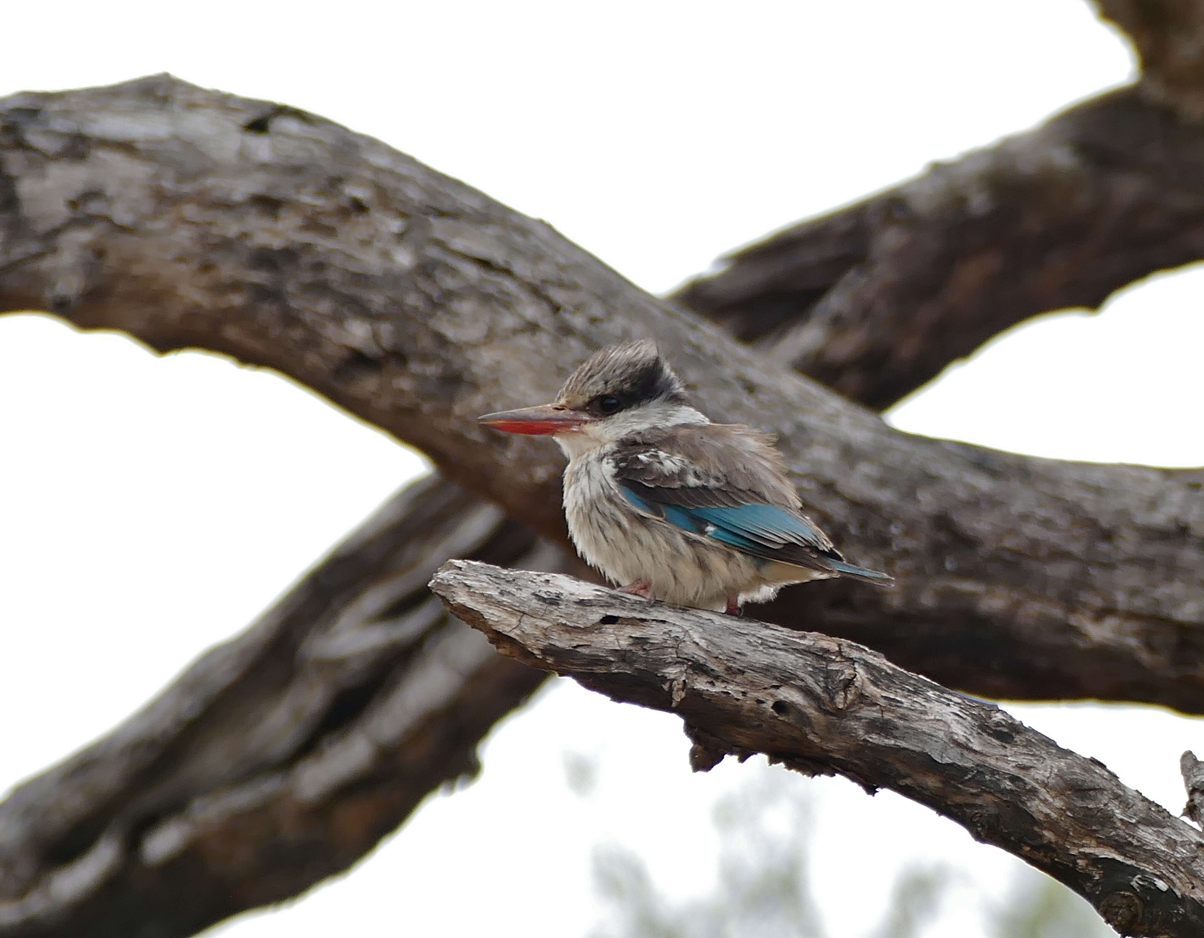 Image of Striped Kingfisher