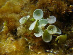 Image of Acetabularia acetabulum