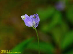 Image of Burmannia coelestis D. Don