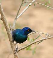 Image of Cape Glossy Starling