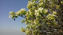 Image of Pyrus syriaca Boiss.