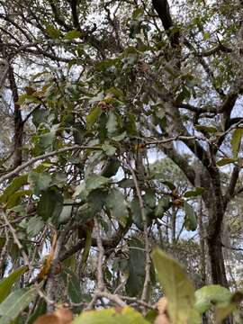 Image of Quercus castanea Née