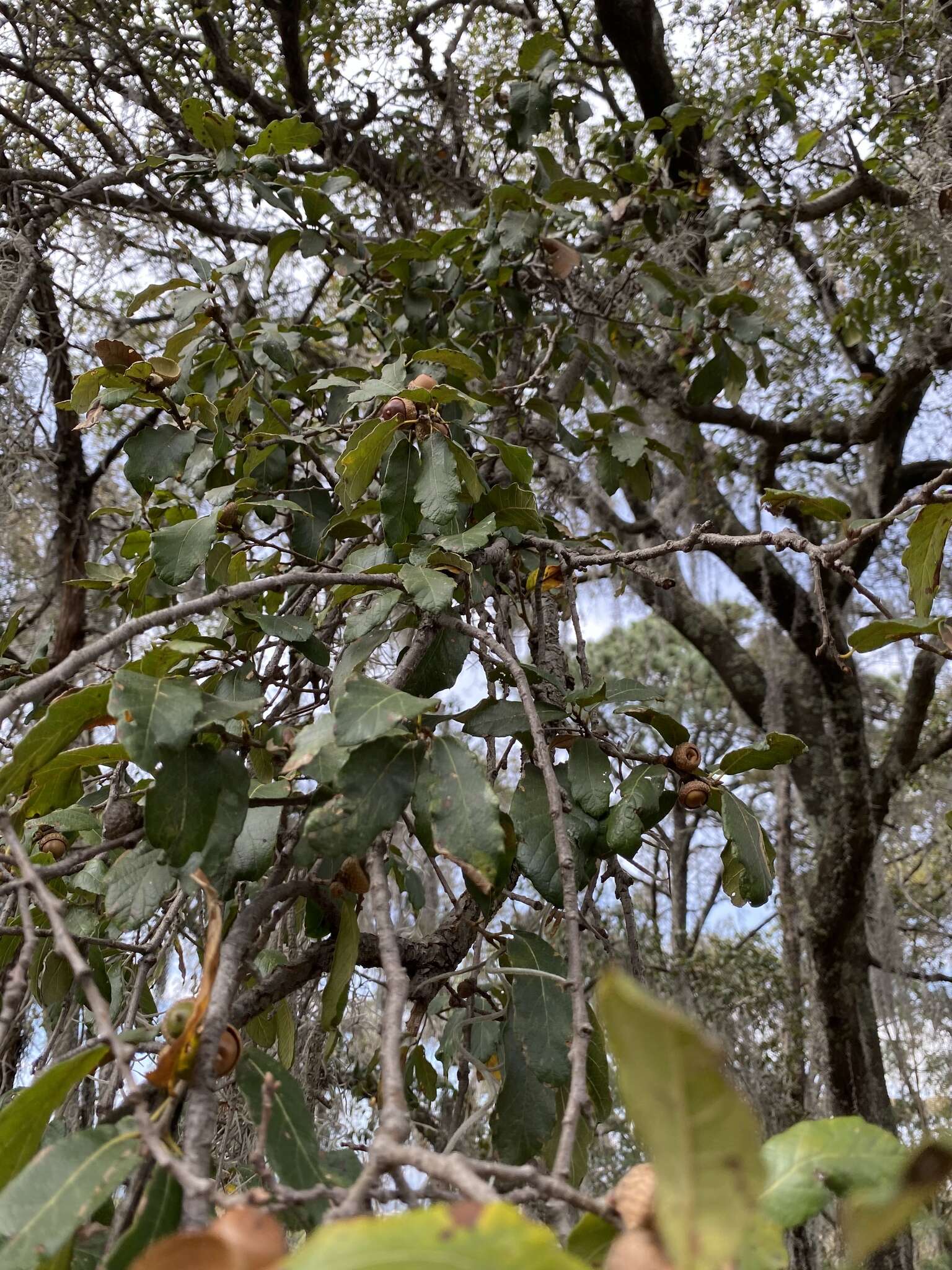 Слика од Quercus castanea Née