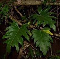 Image of Philodendron warszewiczii K. Koch & C. D. Bouché