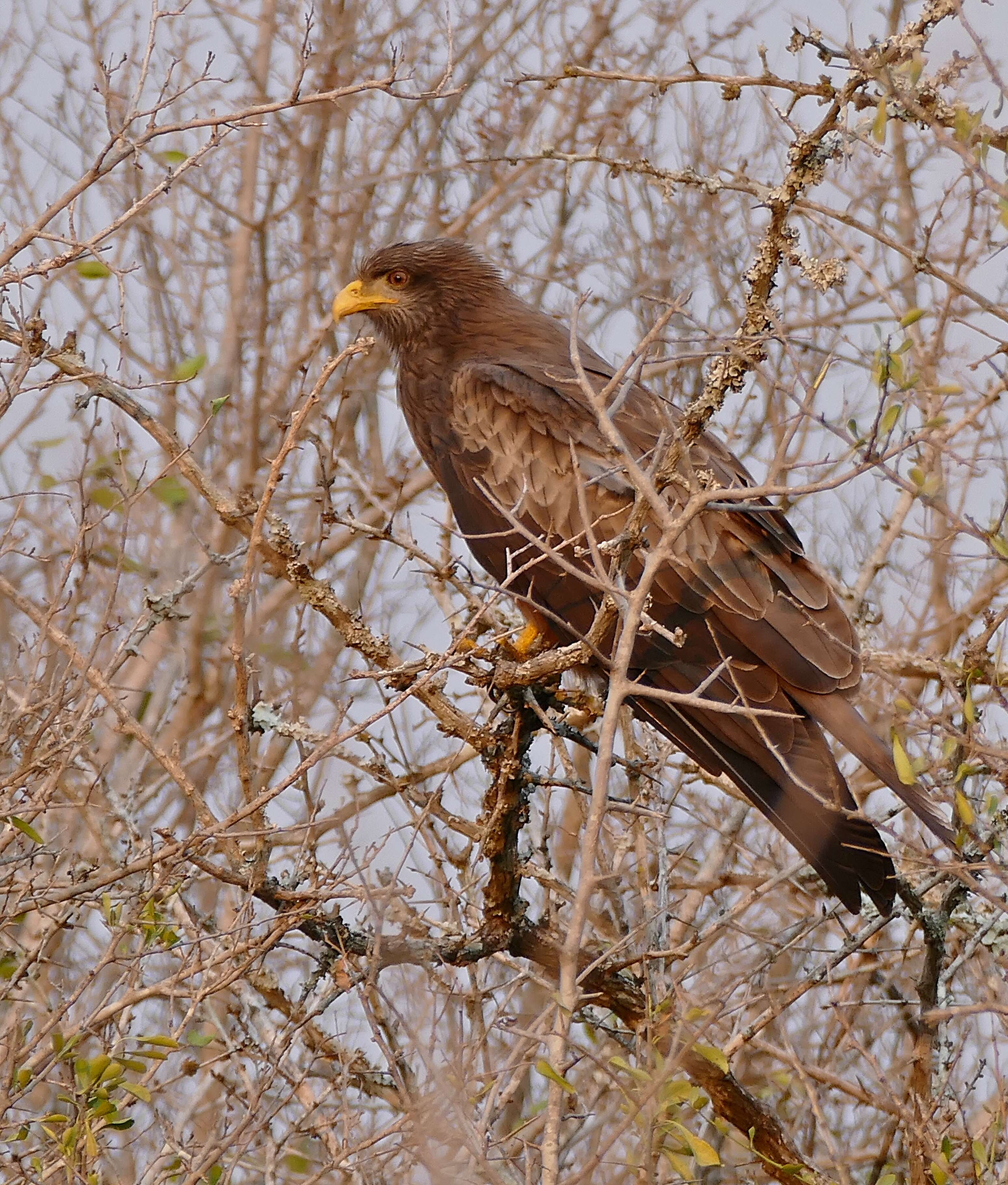 Milvus aegyptius (Gmelin & JF 1788) resmi