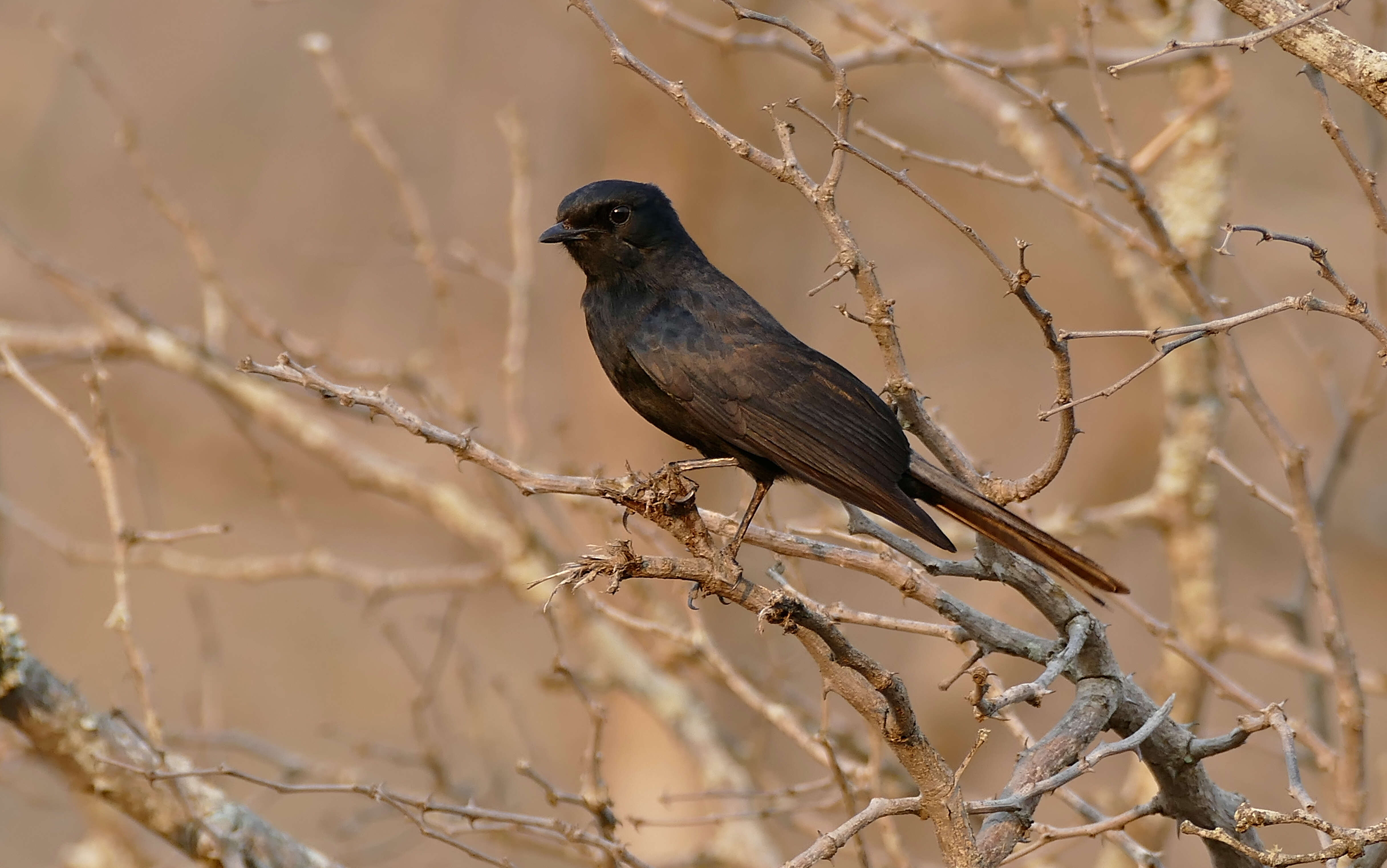 Melaenornis pammelaina (Stanley 1814) resmi