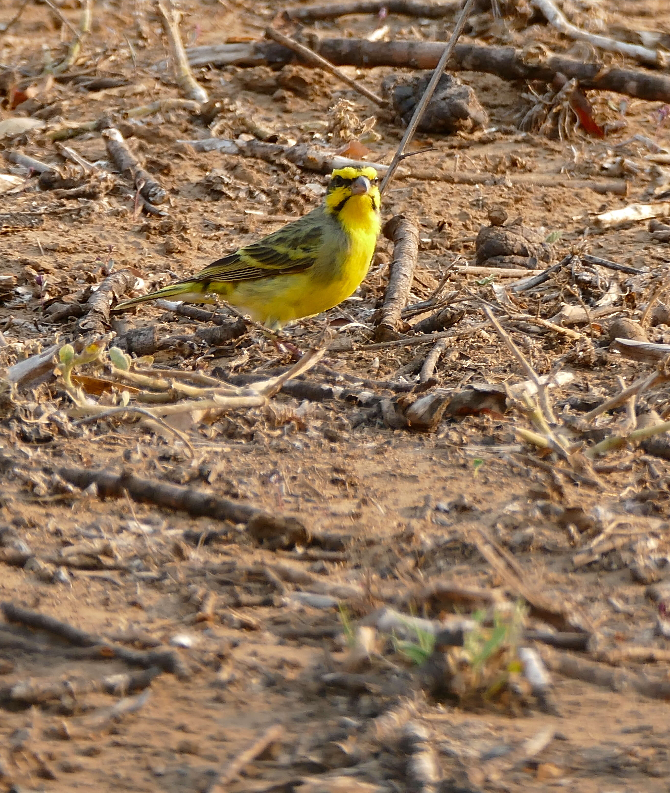 Image of Yellow-fronted Canary