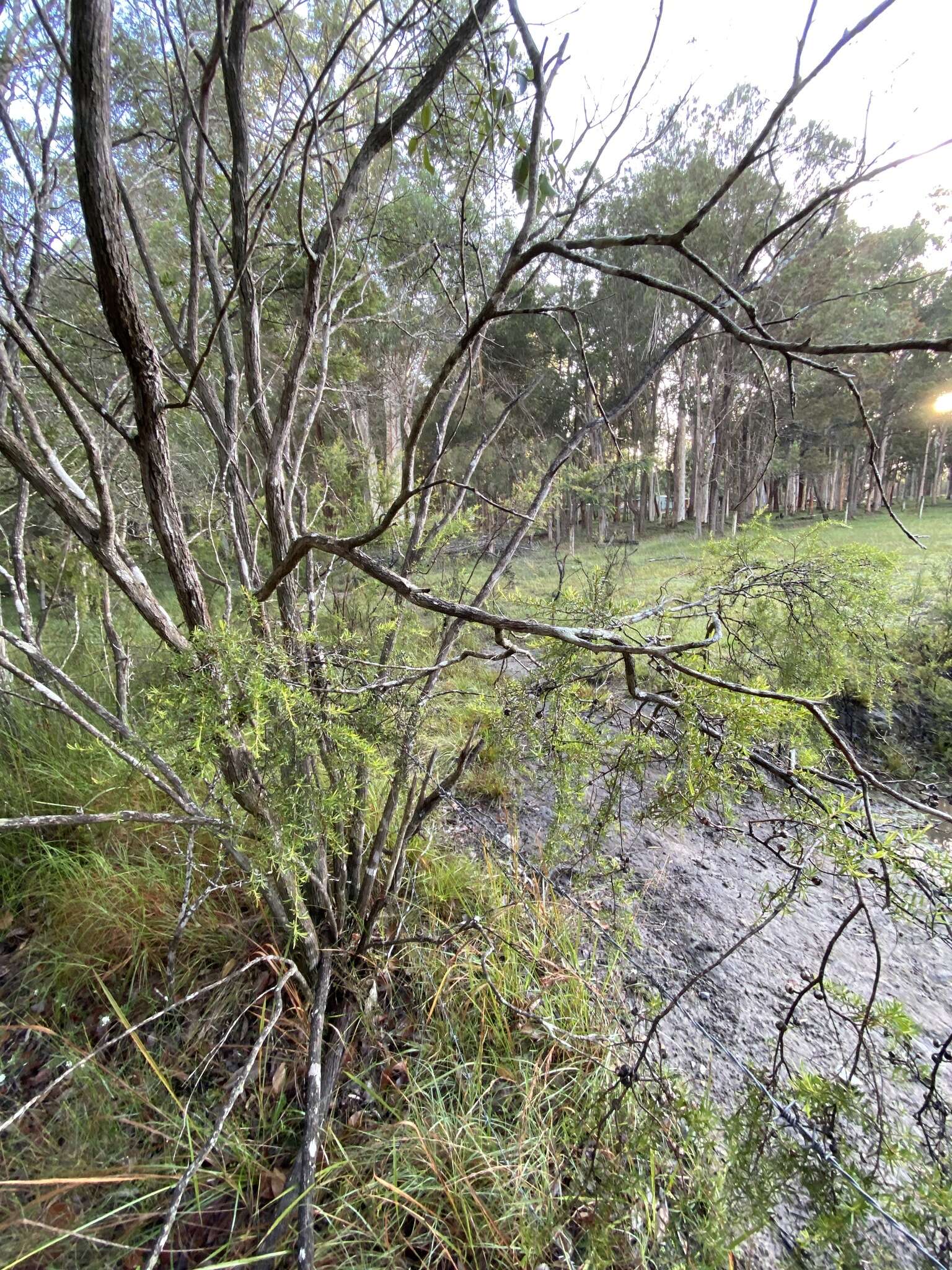 Image of Australian wild may