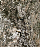 Image of Black-necked Agama