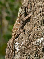 Image of Black-necked Agama