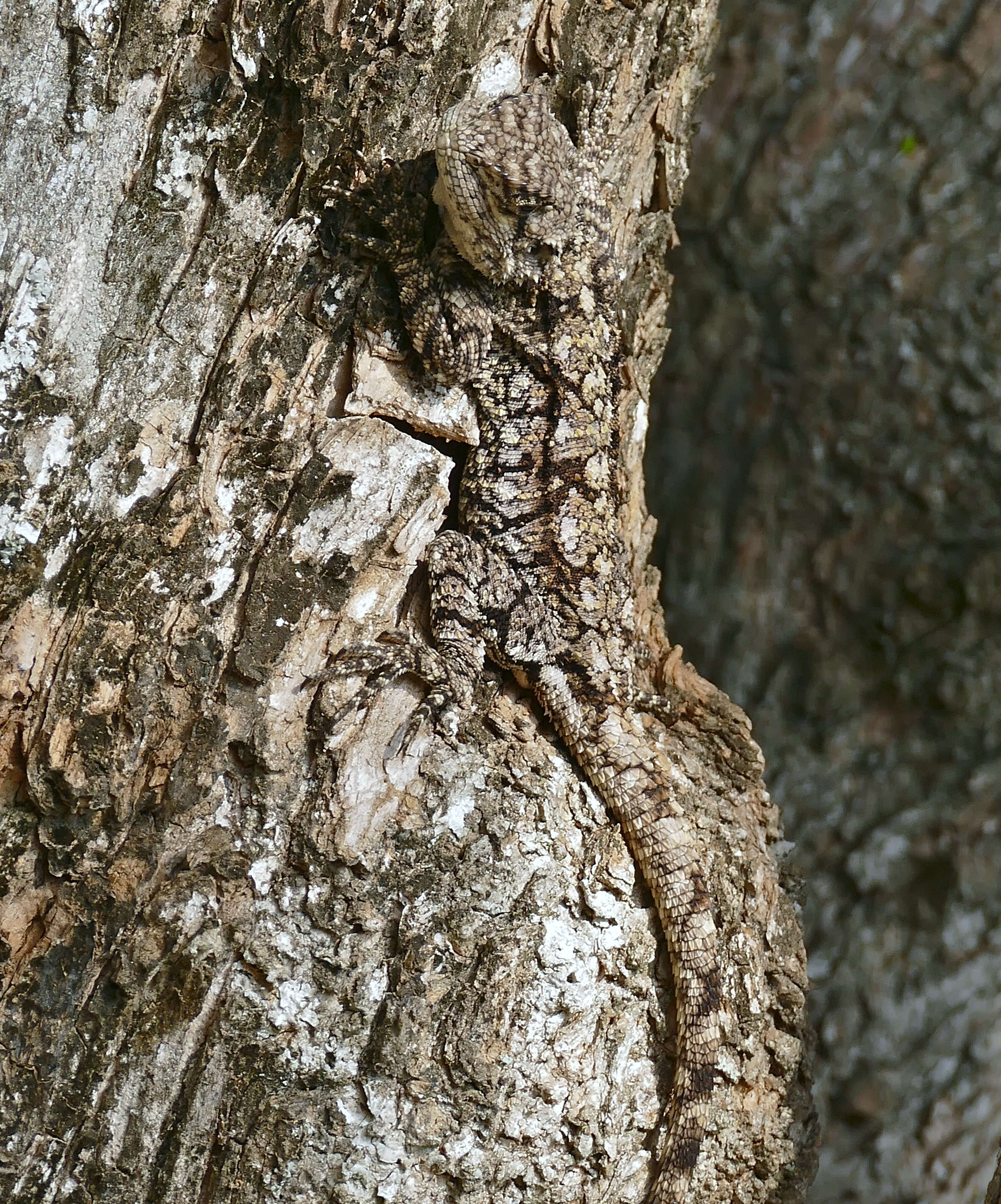 Image of Black-necked Agama