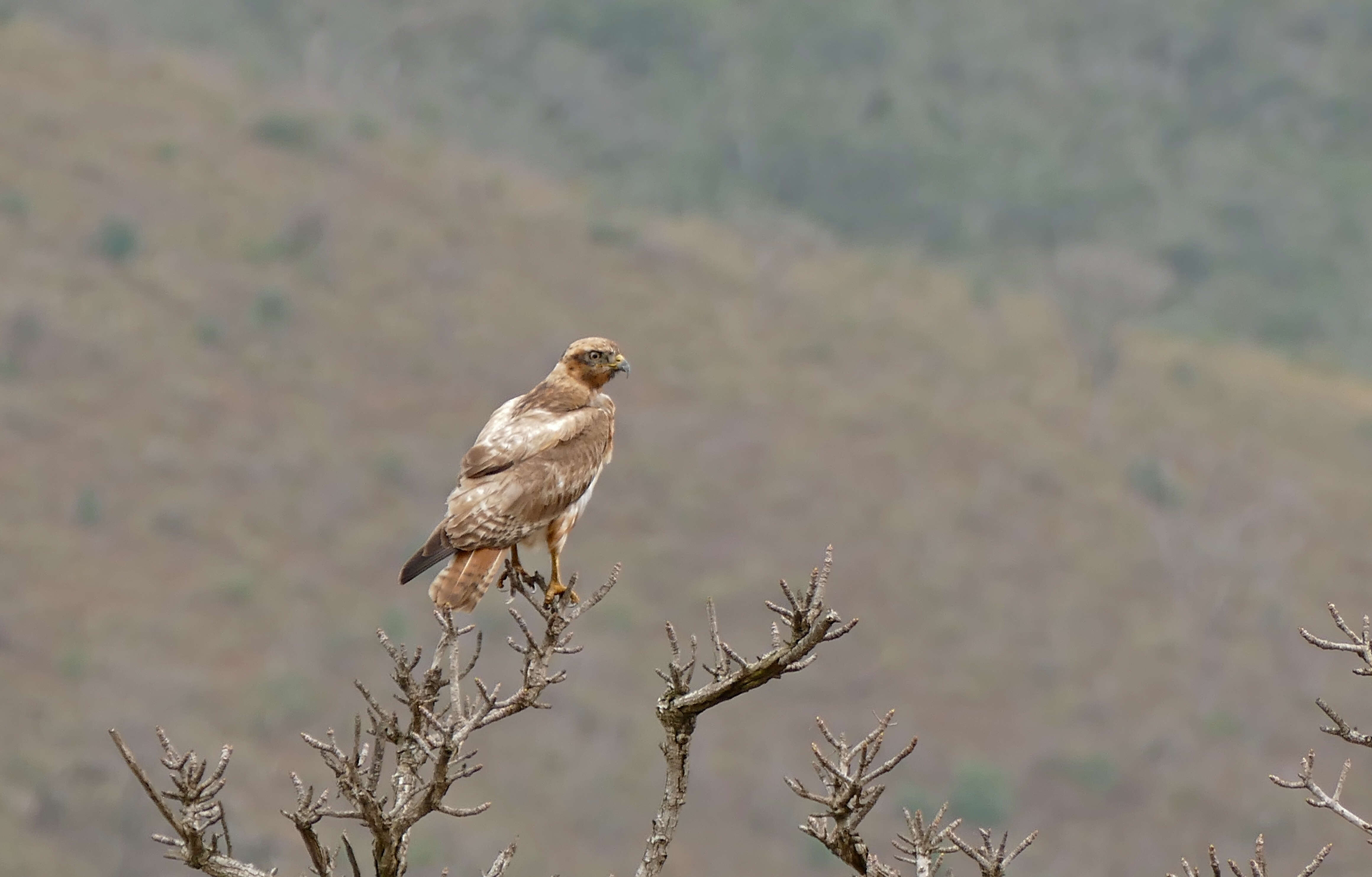 Image of Jackal Buzzard