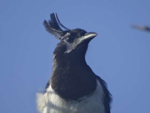 Image of Magpie-jay