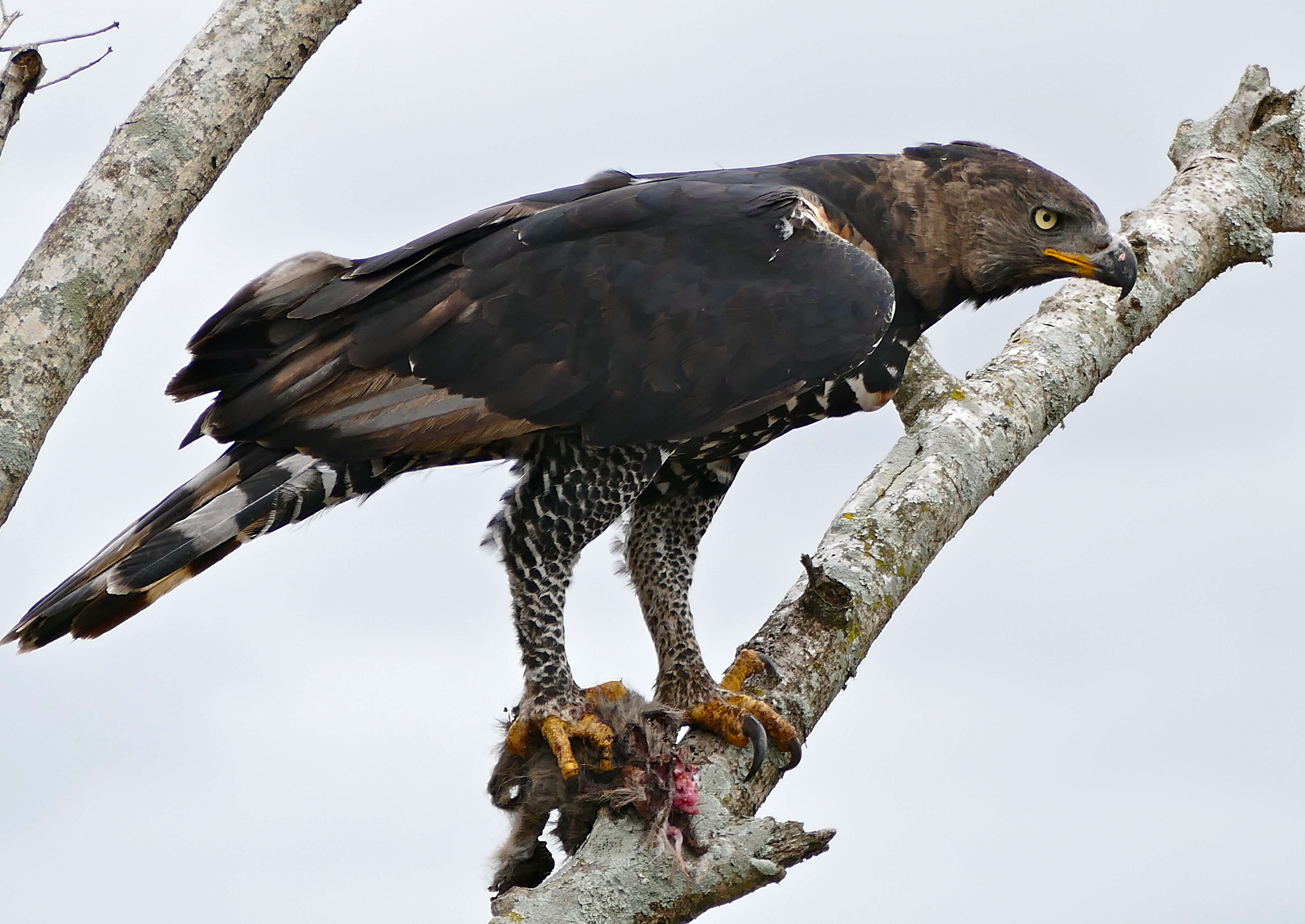 Image of Stephanoaetus Sclater & WL 1922