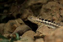 Plancia ëd Microlophus occipitalis (Peters 1871)