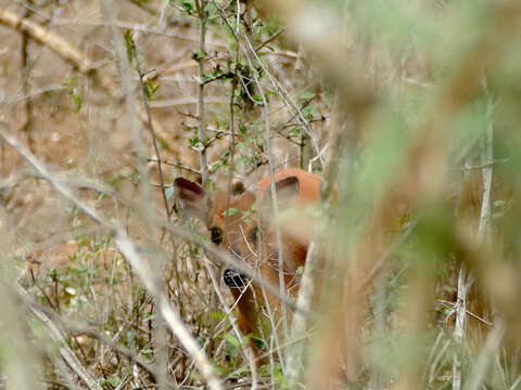 Image of Natal Duiker