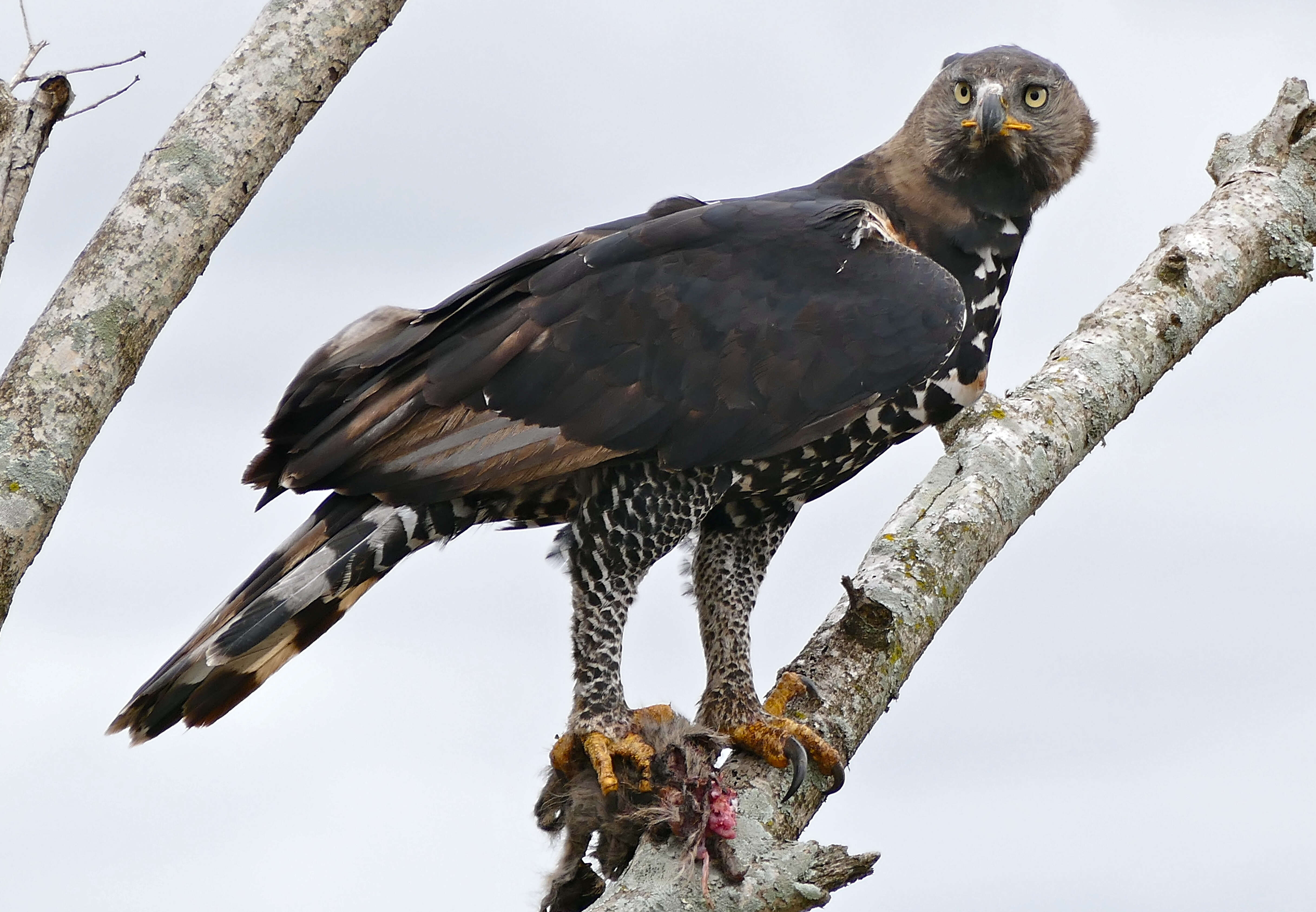 Image of Stephanoaetus Sclater & WL 1922