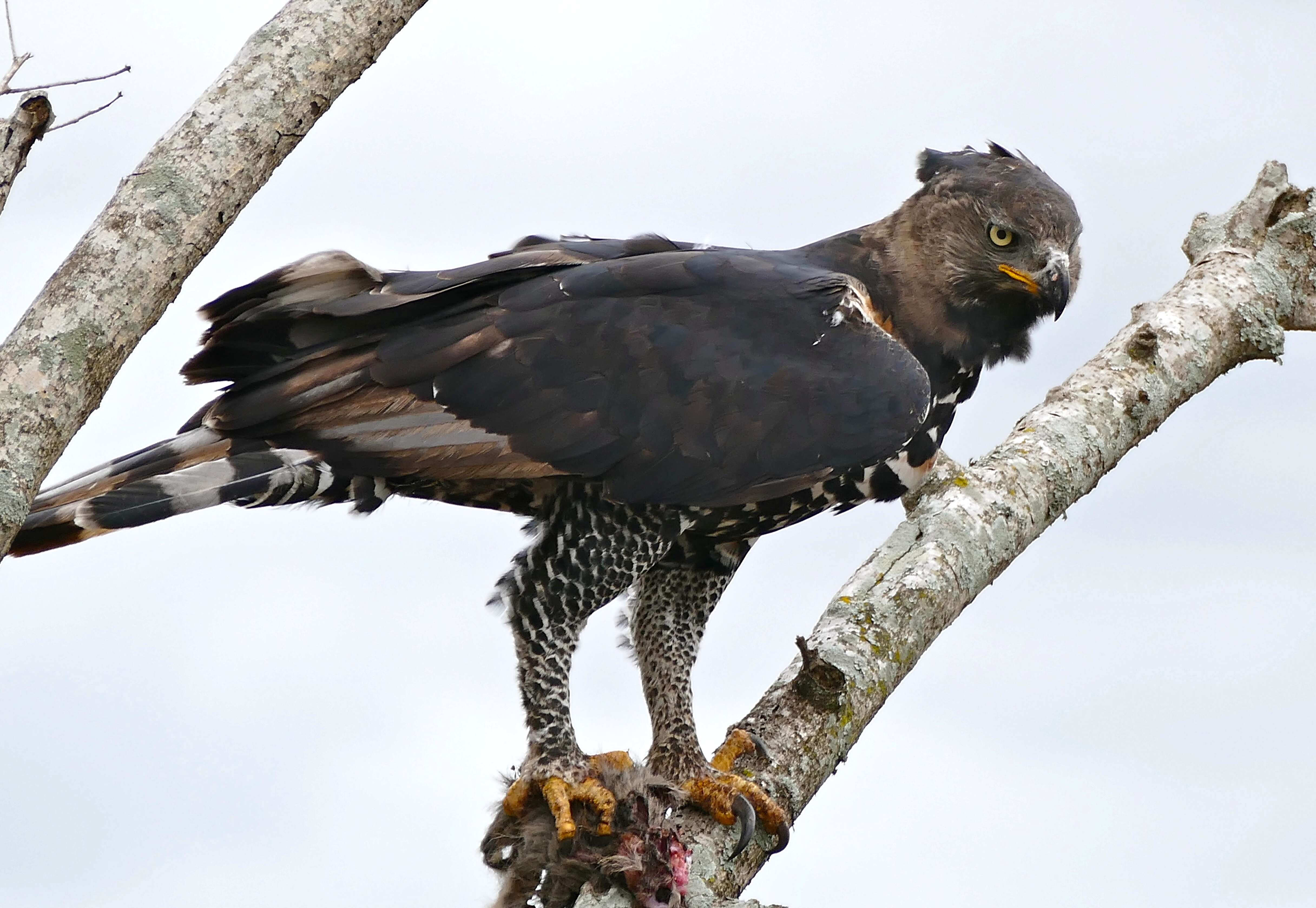 Image of Stephanoaetus Sclater & WL 1922