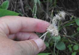 Antennaria parlinii subsp. fallax (Greene) R. J. Bayer & G. L. Stebbins resmi