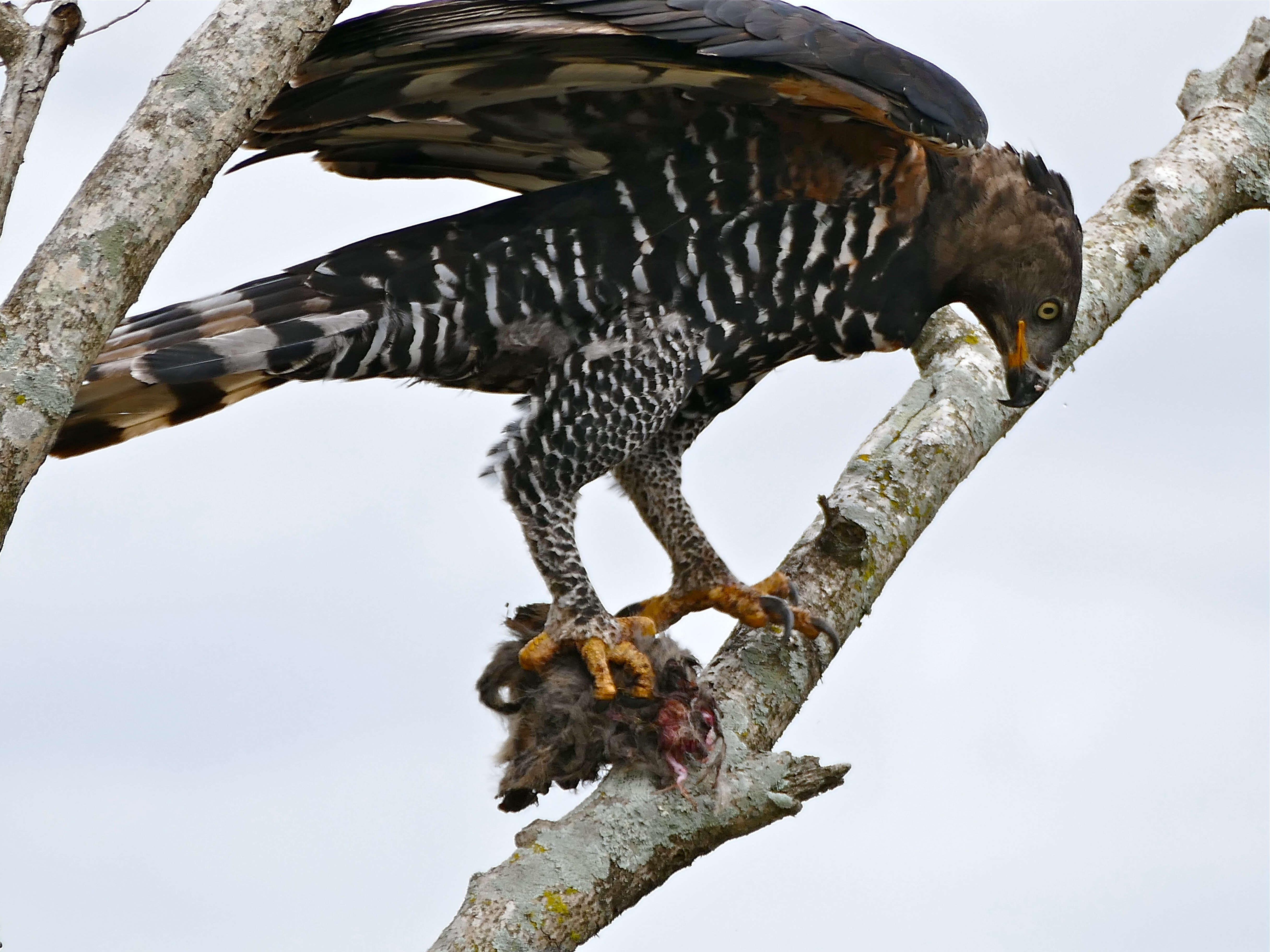 Image of Stephanoaetus Sclater & WL 1922