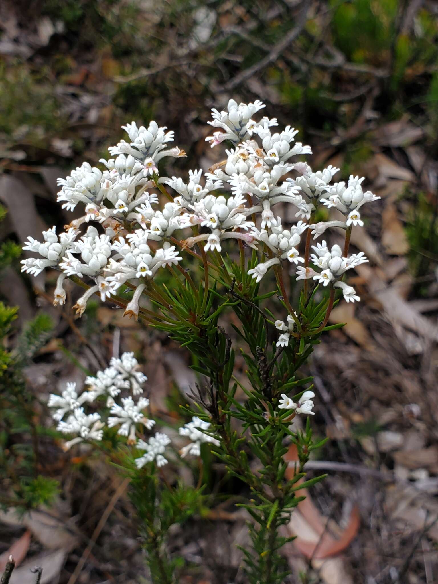 Image of Conospermum taxifolium C. F. Gaertner