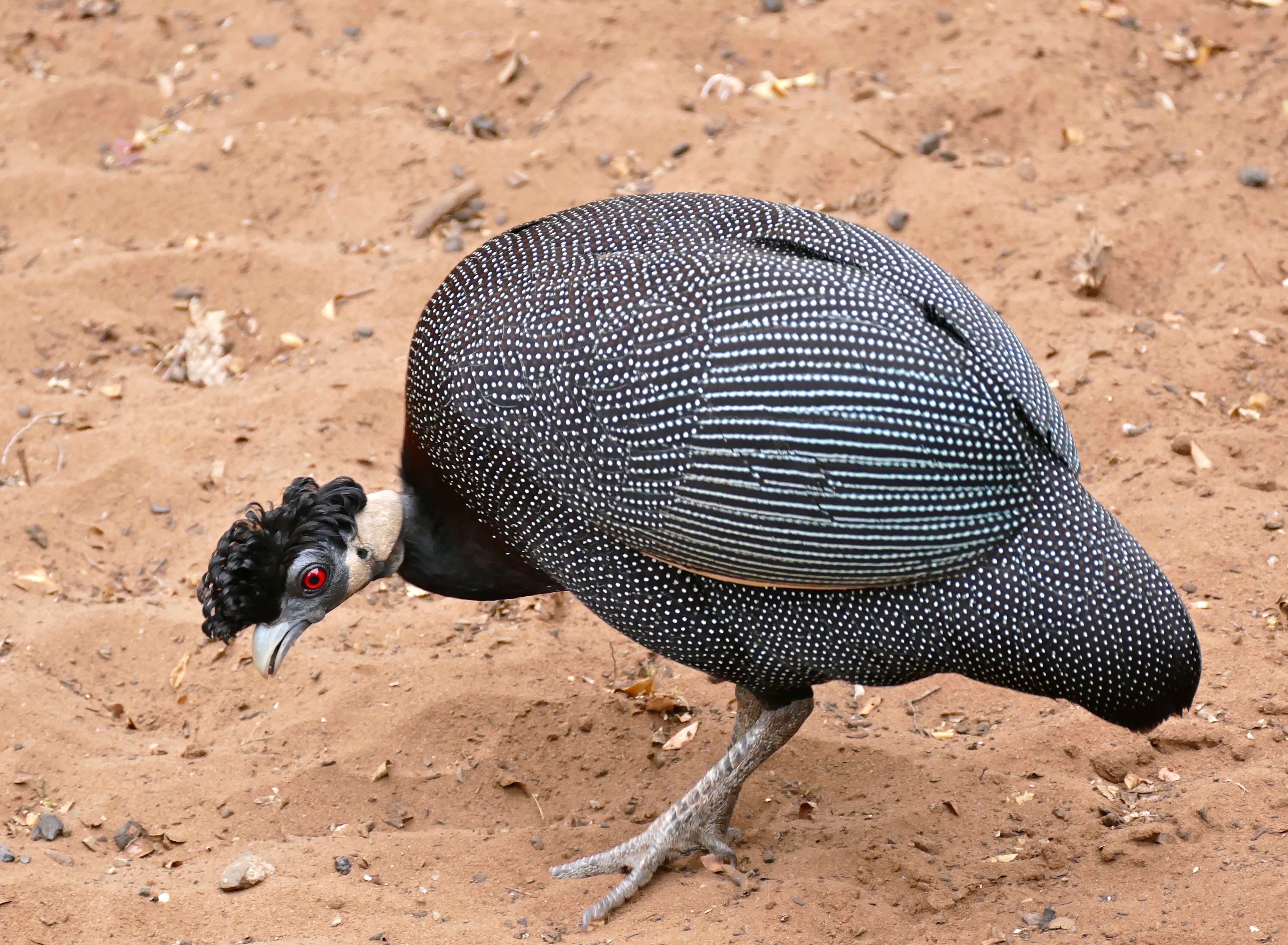 Image of guineafowls
